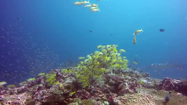 Gruppe Mantarochen entspannen unter Wasser in gestreiften Schnapper Schulfische im Ozean. — Stockvideo