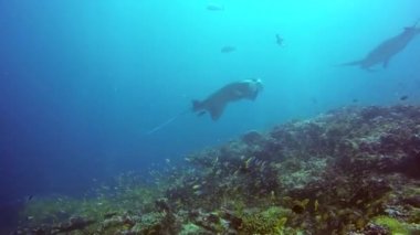 Grup Manta ray sakin ol çizgili snapper okul balık deniz dibinin açık mavi su içinde.