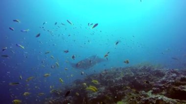 Manta ray sakin okyanus Maldivler sualtı okul sarı balık arka plan üzerinde.