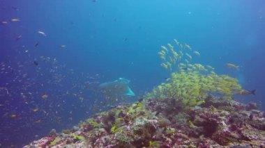 Manta ray sakin ol çizgili snapper okul balık deniz dibinin açık mavi su içinde.