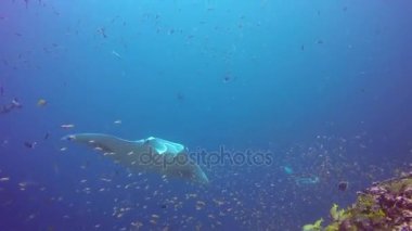 Manta ray sakin ol çizgili snapper okul balık deniz dibinin açık mavi su içinde.
