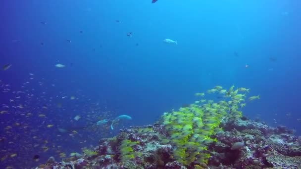 Manta ray relaks na tle podwodnej szkoły ryb w ocean Maldives. — Wideo stockowe