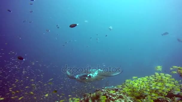 Mantarochen entspannen vor dem Hintergrund von Unterwasser-Schulfischen auf den Malediven. — Stockvideo