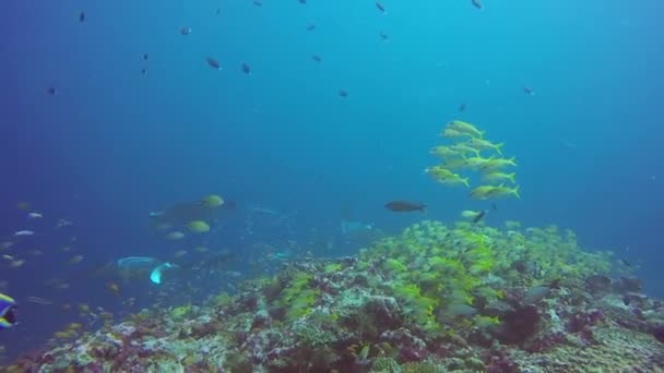 Grupp Manta ray koppla av under vattnet i randig snapper skola fisk i havet. — Stockvideo