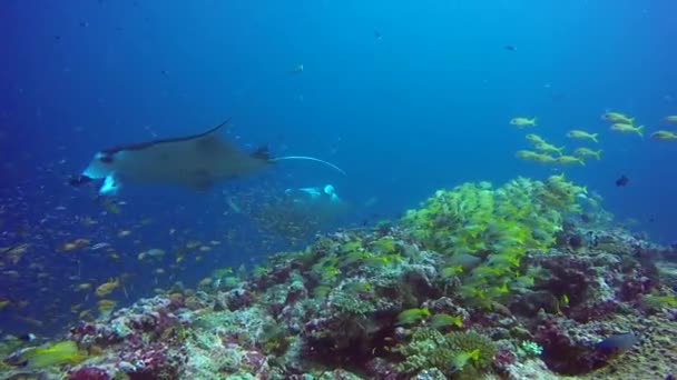 Группа Манта Рэй расслабиться в полосатой snapper школы рыбы морского дна в чистой голубой воде . — стоковое видео