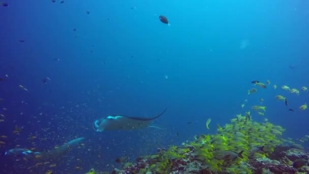 Grupp Manta ray koppla av i randig snapper skola fisk havsbotten i klarblått vatten. — Stockvideo