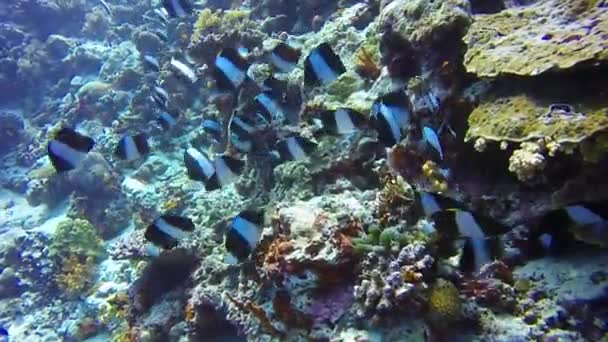 Escuela de Peces Mariposa en el fondo Caída de arrecife de fondo marino claro bajo el agua . — Vídeos de Stock