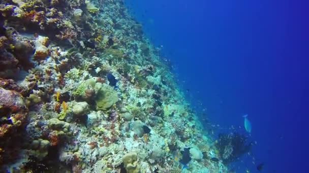 Okul cerrah balık açık deniz dibinin su altında arka plan üzerinde resif damla. — Stok video