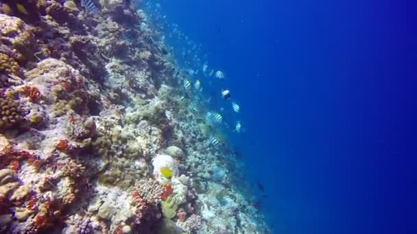 Escola de peixes borboleta no fundo Deixe o recife do fundo do mar subaquático claro . — Vídeo de Stock