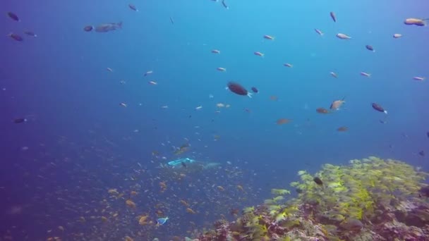 Manta ray ontspannen in de zeebodem van striped snapper school vissen in water van de helderblauwe oceaan. — Stockvideo