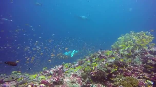 Manta ray relajarse en la escuela de pargo rayado peces fondos marinos en el océano de agua azul claro . — Vídeo de stock