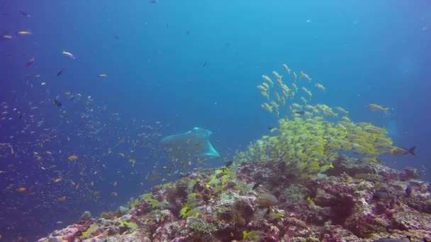Raie manta vous détendre au vivaneau rayé école poissons des fonds marins dans les eaux bleu clair. — Video