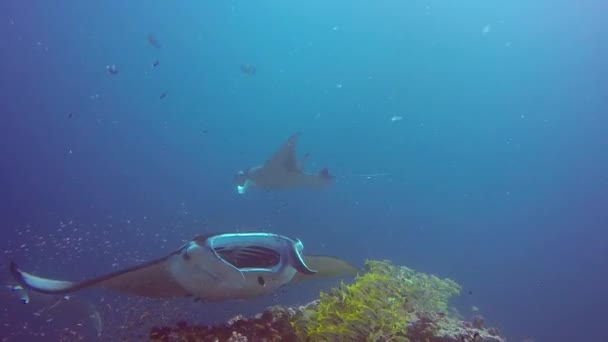 Manta ray koppla av i randig snapper skola fisk havsbotten under vattnet i havet. — Stockvideo