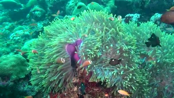 Anémona actinia y pez payaso naranja brillante en el fondo marino bajo el agua de Maldivas . — Vídeos de Stock