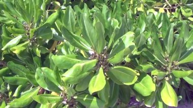 Maldivler üzerinde güneş altında yeşil bitkiler.