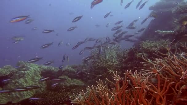 Escuela de peces a rayas sobre corales de fondo bajo el agua en el mar de Maldivas . — Vídeo de stock