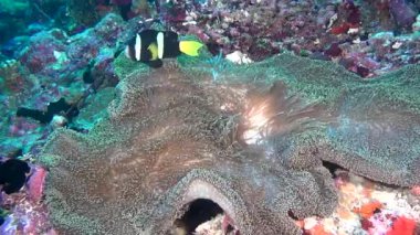 Anemon actinia ve Maldivler sualtı deniz yatağı üzerinde parlak palyaço balık.