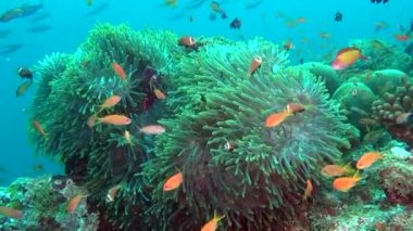 Anemon actinia ve parlak turuncu palyaço balık Maldivler sualtı deniz yatağı üzerinde.