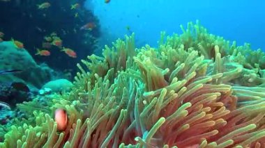 Anemon actinia ve parlak turuncu palyaço balık Maldivler sualtı deniz yatağı üzerinde.