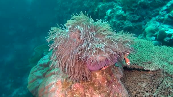 Anemone actinia e pesce pagliaccio arancione brillante sui fondali marini sottomarini delle Maldive . — Video Stock