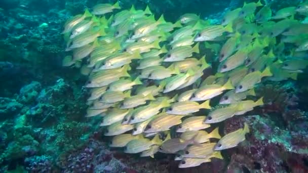 Ecole de poissons jaunes rayés sur fond fond fond marin clair sous-marin aux Maldives . — Video