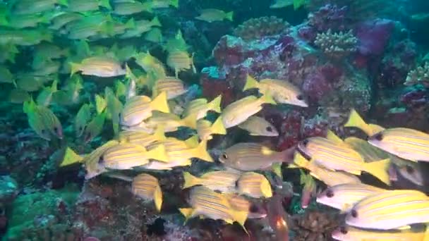 Escuela de peces amarillos rayados sobre fondo fondo marino claro bajo el agua en Maldivas . — Vídeos de Stock