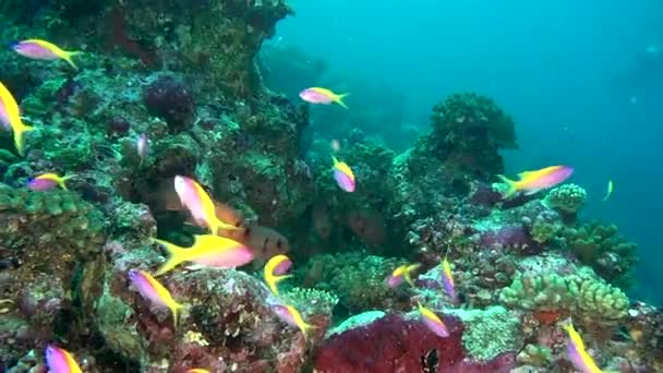 Csíkos sárga halraj, a háttér világos tengerfenék víz alatti Maldív-szigetek.