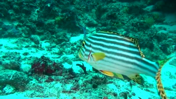 School van unieke exotische helder gele gestreepte vissen onderwater in de Maldiven. — Stockvideo