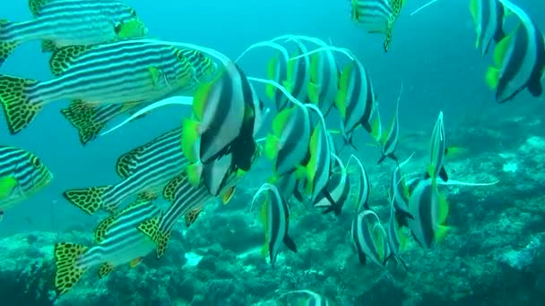 École de poissons exotiques uniques rayés jaune vif sous-marin aux Maldives . — Video