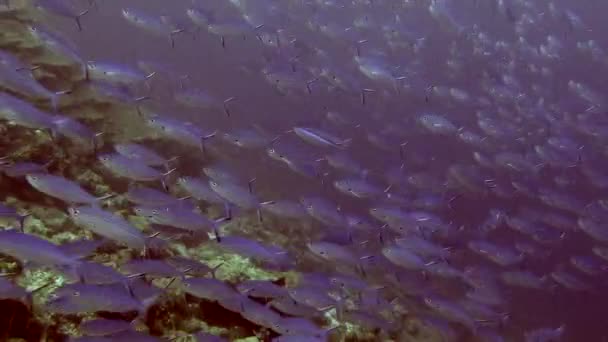 Escuela de peces rayados bajo el agua en el mar de Maldivas . — Vídeos de Stock