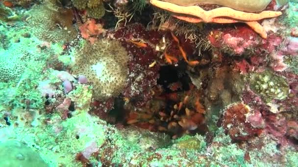 Escuela de peces sobre fondo coloridos corales bajo el agua en el mar de Maldivas . — Vídeos de Stock