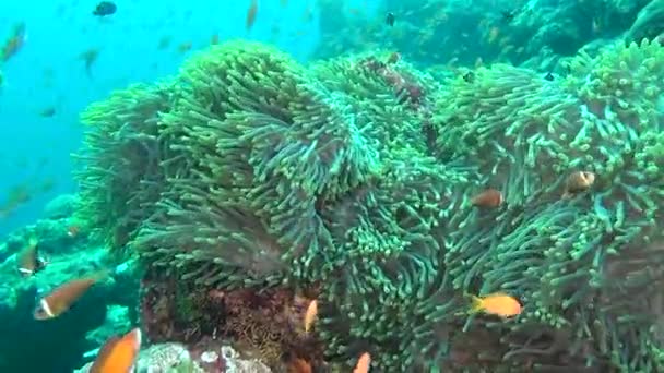 Anemone actinia és világos narancssárga Bohóc hal, a tengerfenék, víz alatti Maldív-szigetek. — Stock videók