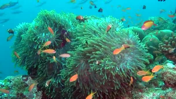 アネモネ アクティニアとモルディブの水中海底に明るいオレンジ色のカクレクマノミ. — ストック動画