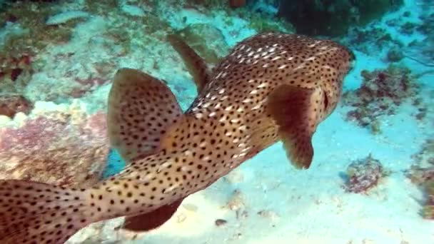 Peces globo de caja manchada única en lecho marino limpio transparente bajo el agua de Maldivas . — Vídeos de Stock