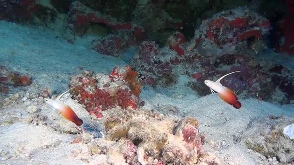 Унікальний красиво риби на тлі чітких морського дна під водою Мальдіви. — стокове відео