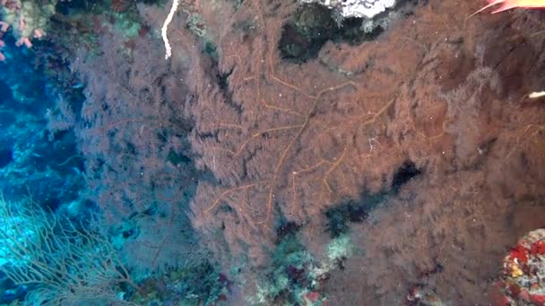 Escuela de peces sobre fondo coloridos corales bajo el agua en el mar de Maldivas . — Vídeo de stock