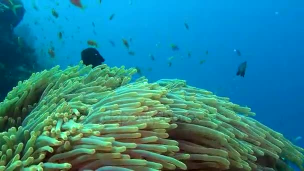 Actinia d'anémone et poisson clown orange vif sur les fonds marins sous-marins des Maldives . — Video