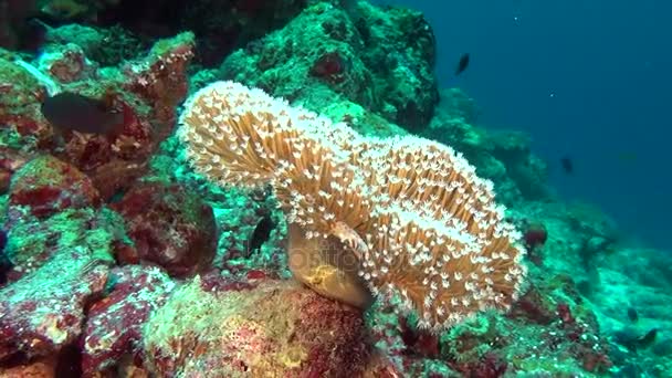 学校的背景彩色珊瑚水下在马尔代夫海中的鱼. — 图库视频影像