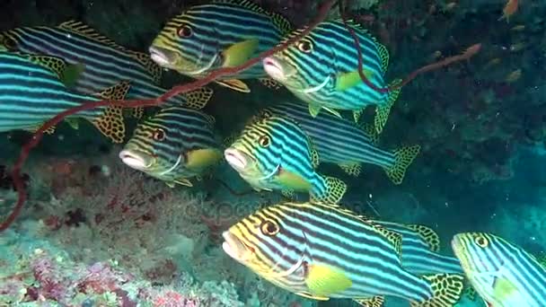 École de poissons rayés sur fond fond fond marin clair sous-marin dans la mer des Maldives . — Video