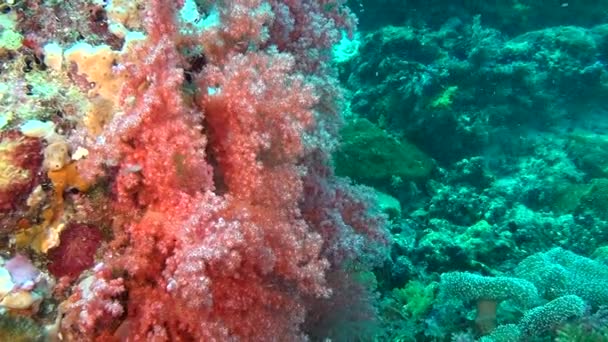 モルディブの海で水中背景赤サンゴに魚の群れ. — ストック動画