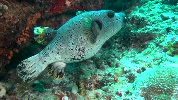 Unika fläckig box blåsfisk på klart ren havsbotten under vattnet i Maldiverna. — Stockvideo