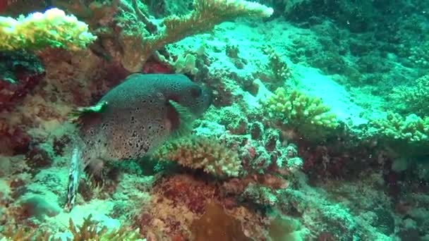 Unique spotted box puffer fish on clear clean seabed underwater of Maldives. — Stock Video