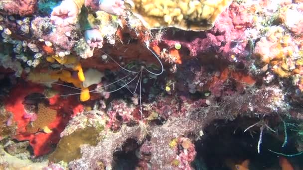 Increíble vida submarina de la vida marina en el mar de Maldivas . — Vídeos de Stock