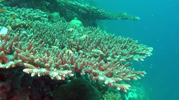 Escola de peixes no fundo corais coloridos subaquático no mar de Maldivas . — Vídeo de Stock