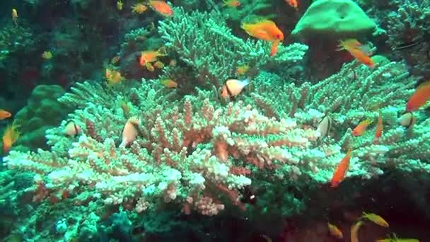 Schule exotischer, leuchtend gelber Fische unter Wasser im klaren, sauberen Meer der Malediven. — Stockvideo