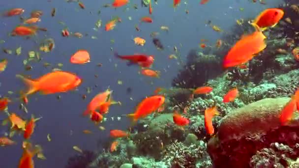 Škola exotických zářivě žluté ryb pod vodou v jasné čisté moře Maledivy. — Stock video