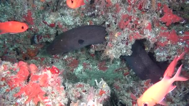 Moray anguila gigante sobre fondo de fondo limpio y claro bajo el agua en Maldivas . — Vídeos de Stock