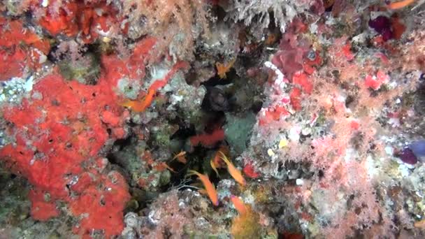 Olbrzymie Moray węgorzy na tle jasny dna morskiego, pod wodą w Malediwy. — Wideo stockowe
