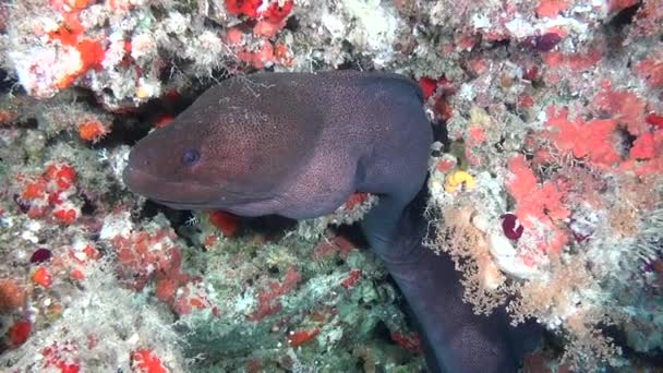 Giant Moray Eel on background of clean clear seabed underwater in Maldives. — Stock Video