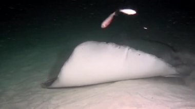 Manta ray gıda temiz temizlemek deniz dibinin Maldivler sualtı deniz üzerinde arama